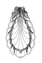 Ceres Shape | Elsmore & Forster | Relish Dish | ItemDrw | 001