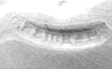 Gothic | Charles Meigh & Son | Brush Vase and Underplate | Mark | 003