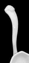 Gothic_Unspecified_Sauce Ladle_Handle_005