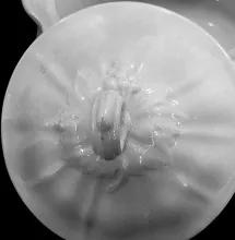 Paneled Grape | Jacob Furnival | Chamber Pot Lid | Item | 001