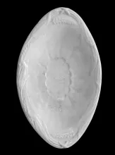 Wheat and Hops | Edward Pearson | Relish Dish | Item | 010